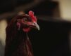 Cara Bermain Judi Sabung Ayam Dengan Efektif