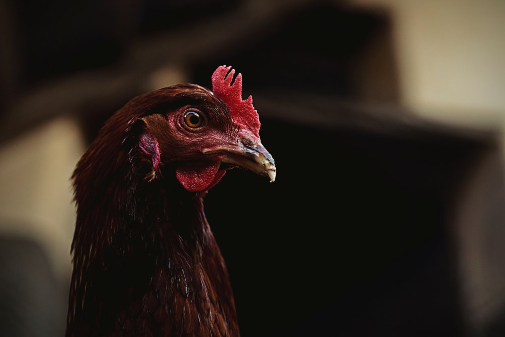 Cara Bermain Judi Sabung Ayam Dengan Efektif
