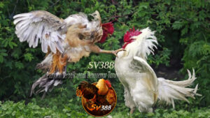 SV388_ Platform Terbaik untuk Penggemar Taruhan Sabung Ayam