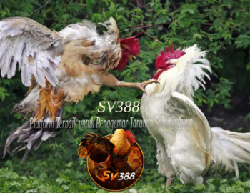 SV388_ Platform Terbaik untuk Penggemar Taruhan Sabung Ayam