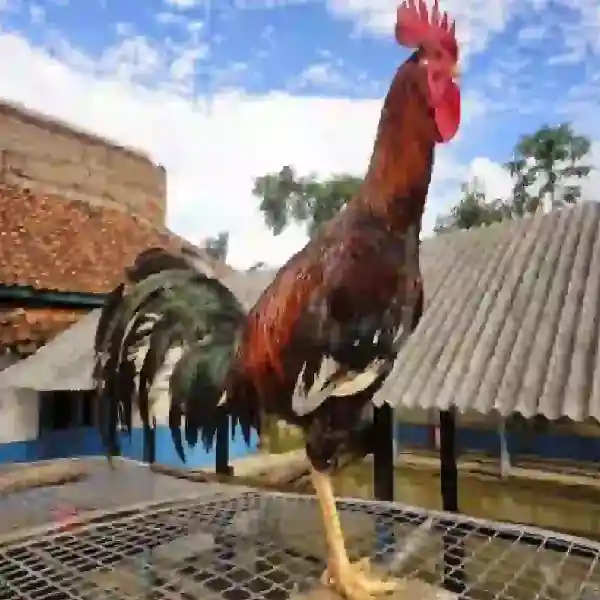 Melatih Ayam Sabung Tangguh, Agresif dan Berstamina