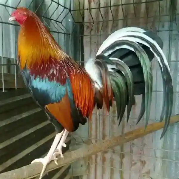 SV388SV_ Platform Sabung Ayam Online Terpopuler Tahun Ini
