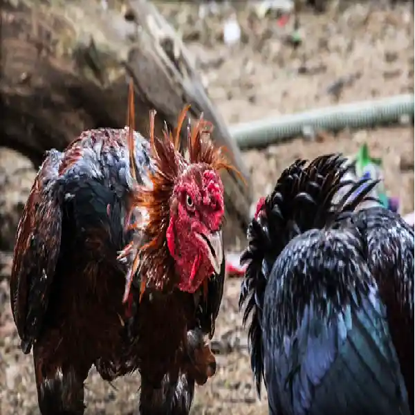 Tips Untuk Bermain Judi Sabung Ayam