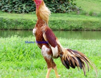 Ayam Shamo Jepang