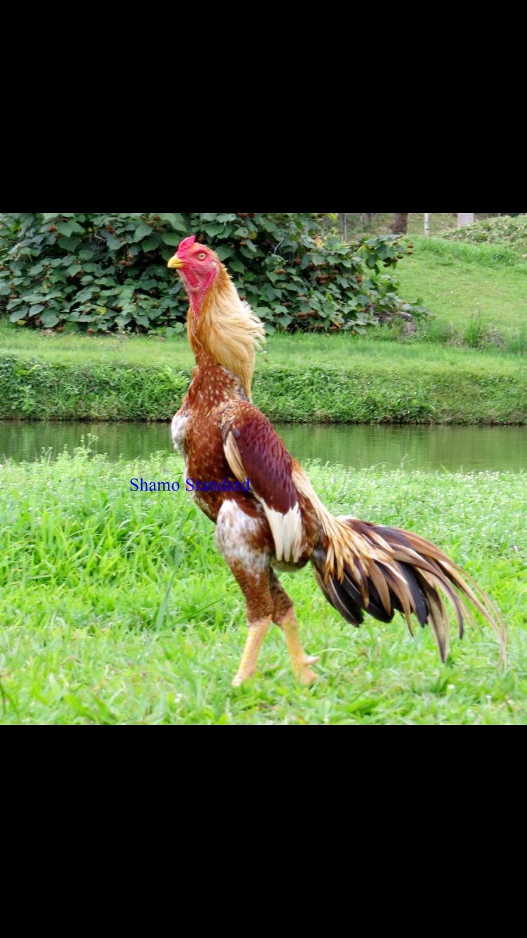 Ayam Shamo Jepang