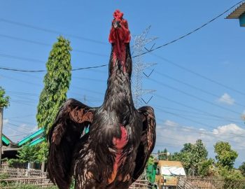 Ayam super