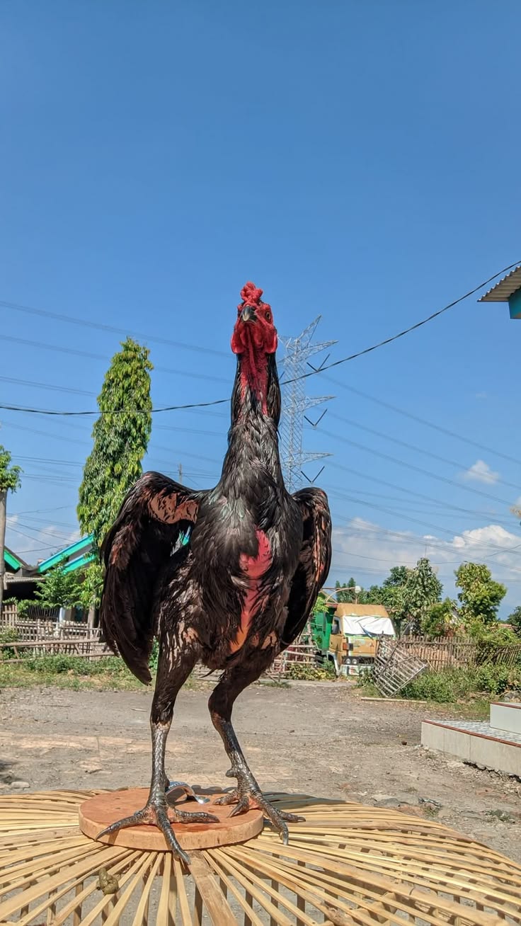 Ayam super
