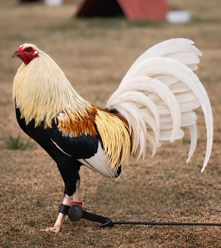 Cara Merawat Ayam