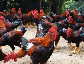 Ayam kampung