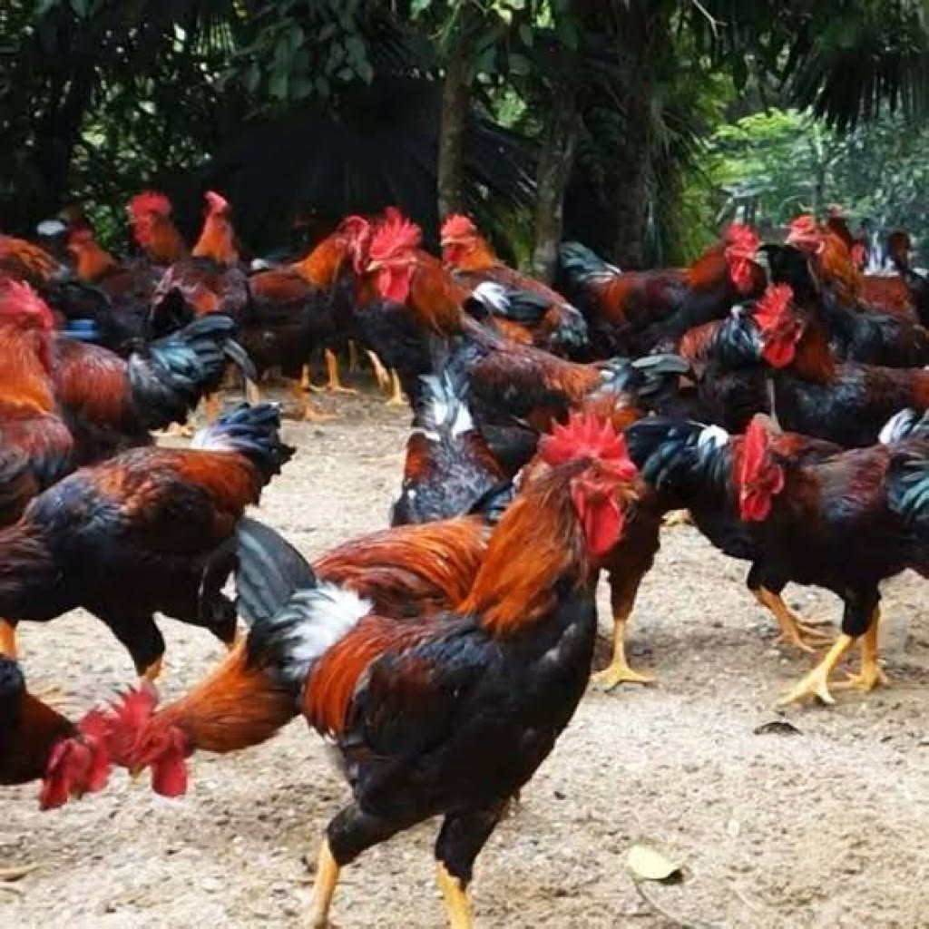 Ayam kampung