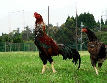 Sepasang Ayam Shamo