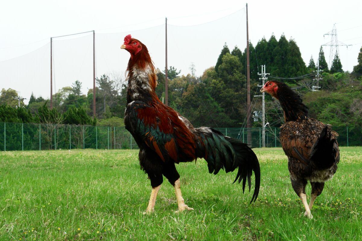 Sepasang Ayam Shamo