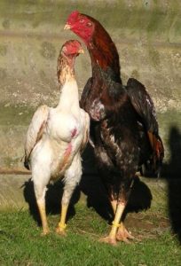 Ayam Shamo