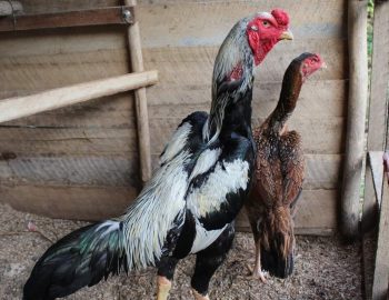Ternak Ayam Shamo