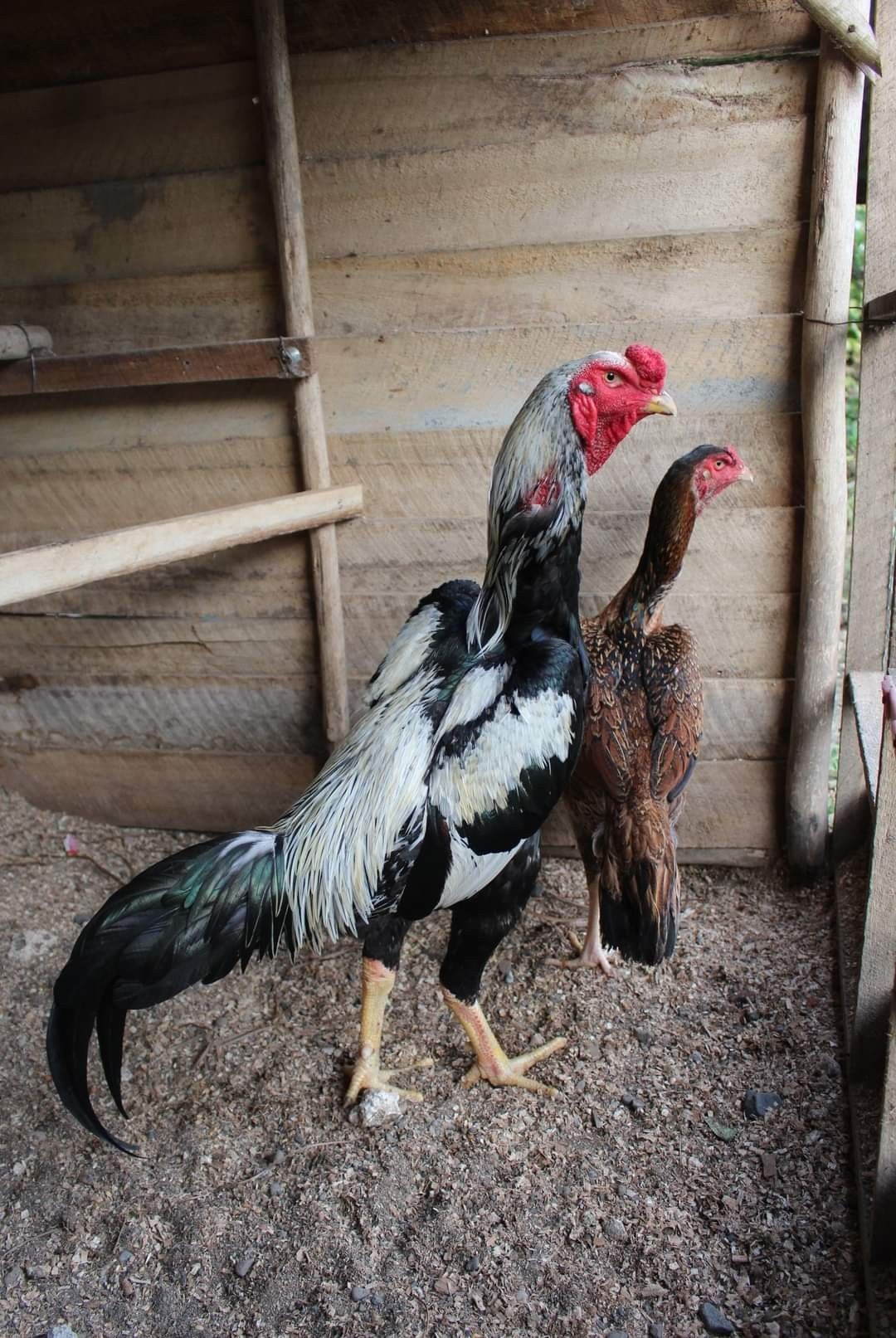 Ternak Ayam Shamo
