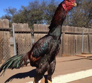 Peternak ayam shamo