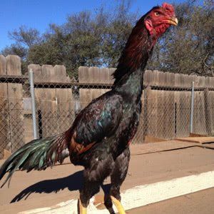 Peternak ayam shamo