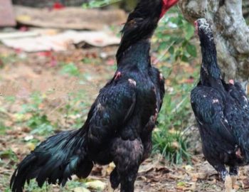Ayam Shamo