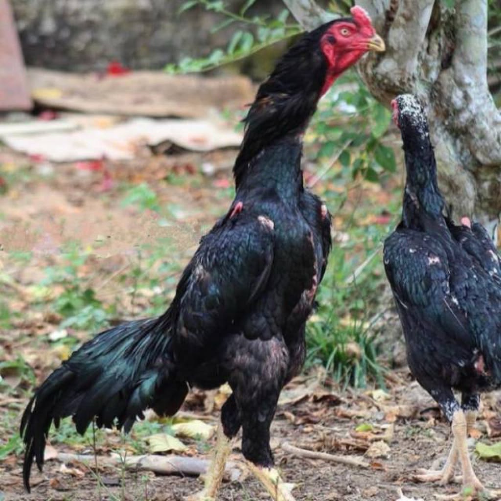 Ayam Shamo